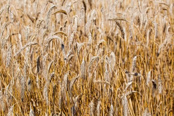 Ukraine. Wheat field. Wheat Spikelets Background