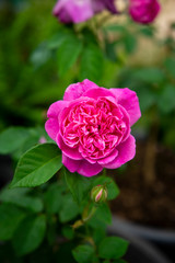 Close up of Pink Rose flower