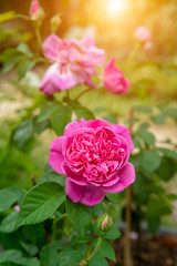 Close up of Pink Rose flower