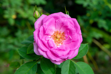 Close up of Pink Rose flower
