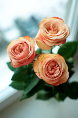 Beautiful orange roses close-up.International women's day. March 8.