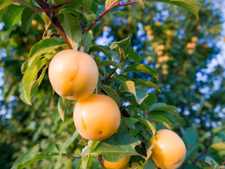 The fruits of cherry plum yellow on the branch, among the green foliage. Fruit plant of the genus plum. The fruits of cherry plum are used in diet, sweet and sour taste with a high content of vitamins