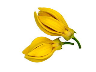 fragrant flowers of climbing  on white background.