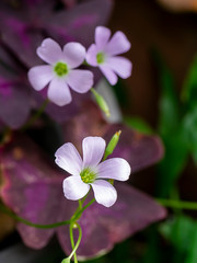 Pink oxalis flower. (Butterfly night flower)