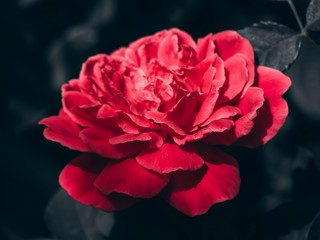 Close up of Damask Rose flower on darky background