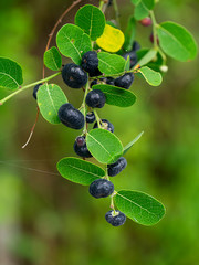 Close up the black fruit