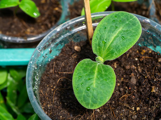 Close up Seedlings of Butternut Squash.