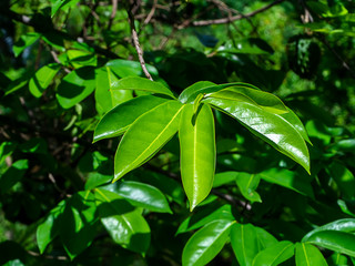 Leaves of Soursop tree or Prickly Custard Apple.