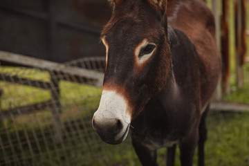 Catalan donkey on country farm, close up of face