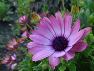 Obraz premium FLORES MORADAS. OSTEOSPERMUM. DECORACIÓN DE JARDÍN.