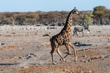 One Angolan Giraffe - Giraffa giraffa angolensis- galloping nervously on the plains of Etosha...