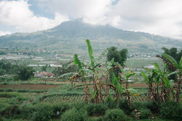Rice field at Ubud, Bali, Indonesia