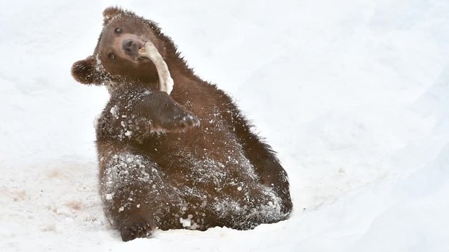 One year old brown bear cub (Ursus arctos arctos) playing with knuckle bone in the snow in winter