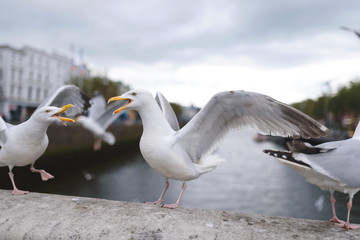 fighting seagulls on bridge