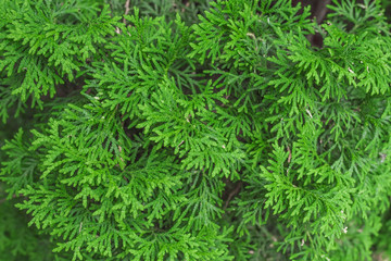 Fototapeta na wymiar Green Leaves Texture Background