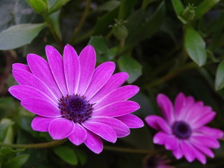 Obraz premium FLORES MORADAS. OSTEOSPERMUM. DECORACIÓN DE JARDÍN.