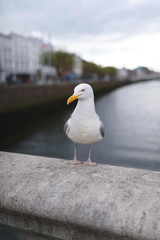 seagull standing on bridge