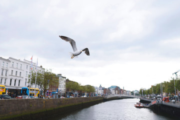 seagull flying under river