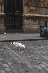 eating seagull in street