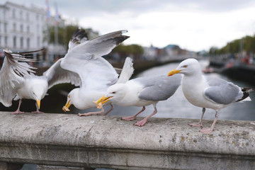 eating seagulls on bridge