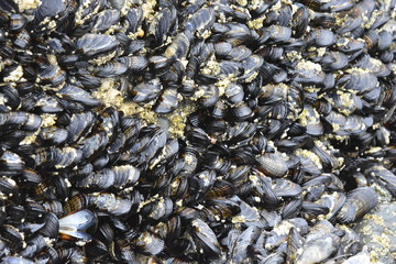 shells on the beach