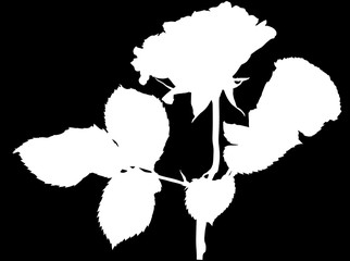 white silhouette of fine rose flower on black