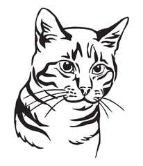 Decorative portrait of Cat 7