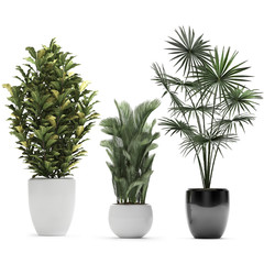 tropical plants in pots on a white background