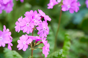 Fototapeta premium 満開の日本サクラソウの花
