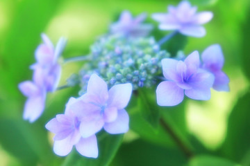 美しい額紫陽花_ソフトイメージ