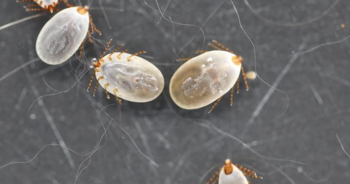 Close up Dog ticks and Flea under microscope for study in laboratory.