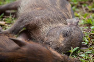 Baby wild boars sleeping on grass