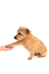 お手をするノーフォークテリア