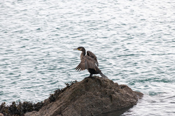 Cormorant drying wings on a rock