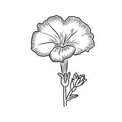 Hand-drawn open realistic flower with a bud. Black outline drawing of a flower on a white background. Vector floristic illustration.