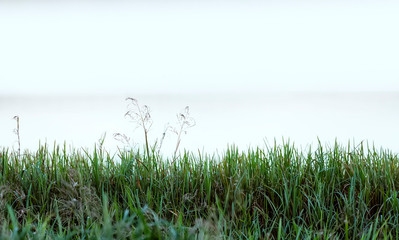 Green grass and cloudy sky