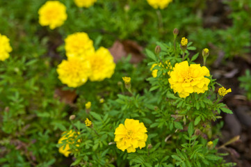 The name of these flowers is Tagetes patula, French marigold.　Scientific name is Tagetes.