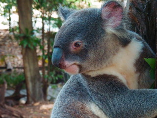 Koala