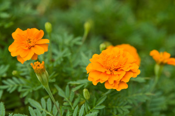 The name of these flowers is Tagetes patula, French marigold.　Scientific name is Tagetes.