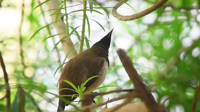 Red whiskered Bulbul on Tree