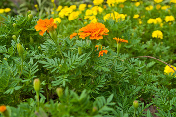 The name of these flowers is Tagetes patula, French marigold.　Scientific name is Tagetes.