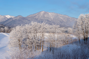 美しい富良野の樹氷　北海道