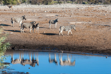 A group of Burchell's Plains zebra -Equus quagga burchelli- , together with a group of Impalas -Aepyceros melampus- standing close a waterhole on the plains of Etosha National Park, Namibia.