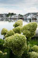 CLose up view of oak leaf hydrangea blooms with soft focus boats and water in background © DanaDaglePhotography