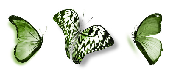Color butterflies , isolated on white background