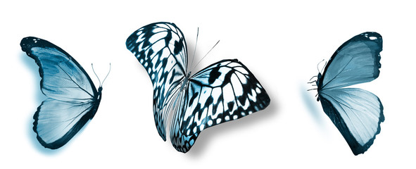 Color butterflies , isolated on white background