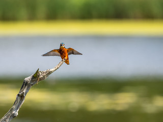 Common Kingfisher Perched on Branch. (Alcedo atthis)