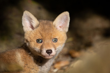 Fototapeta premium Foxy