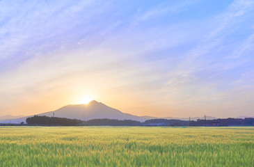 ダイヤモンド筑波山　麦畑