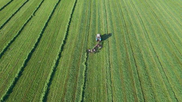 Agricultural Tractor With Tedder Turns Hay On The Agricultural Field For Drying